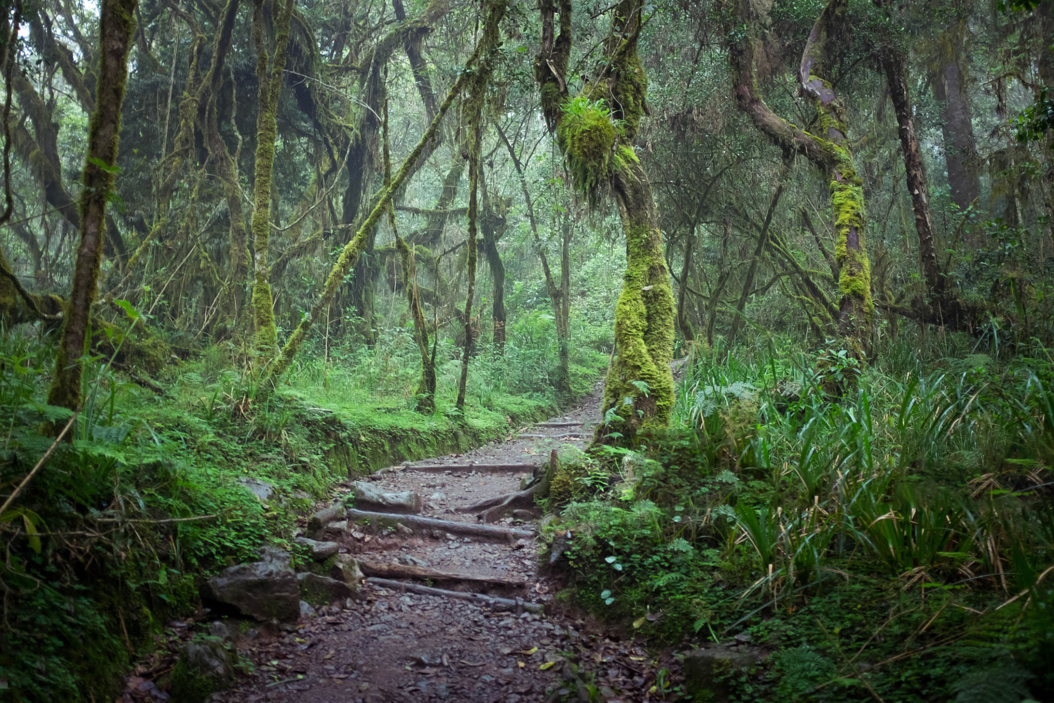 Path in jungle rainforest, Machame Route, Kilimanjaro